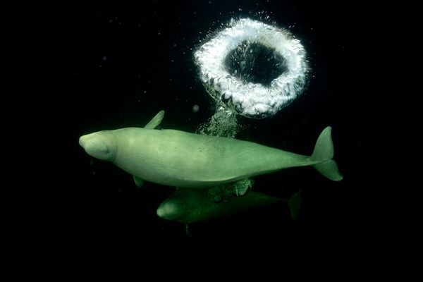 best-news-pictures-10-2011-beluga-bubble_42806_600x450.jpg