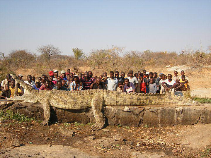 BIG crocodile.jpg