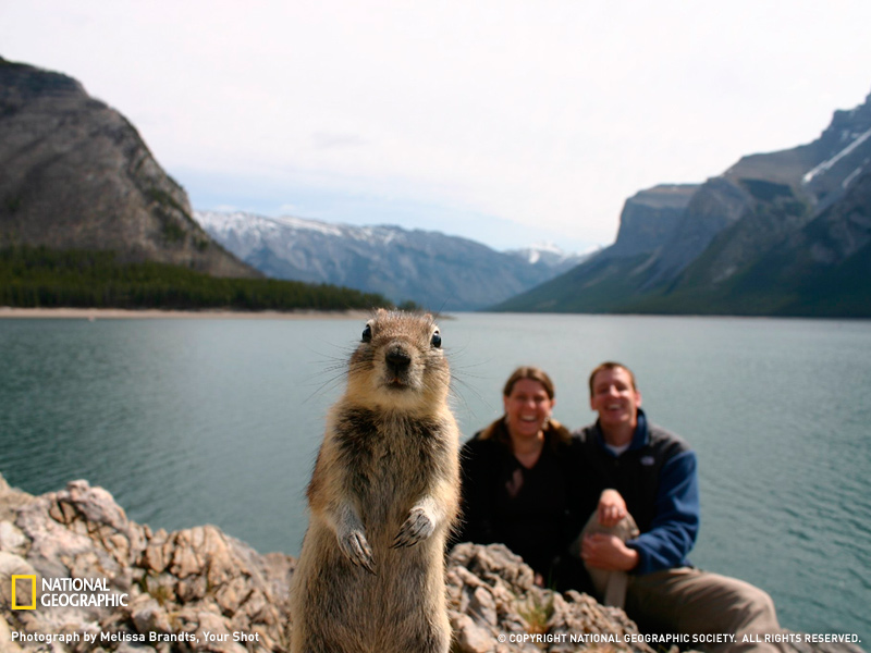 squirrel portrait banff sw.jpg